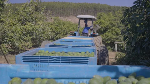 Blue Crates of Avocados Pulled by Tractor in Orchard Video stock 337013974
