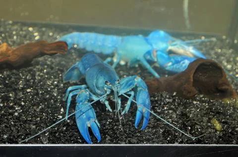 The blue crawfish Stock Photos