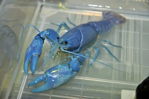 The blue crawfish Stock Photos