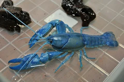 The blue crawfish Stock Photos