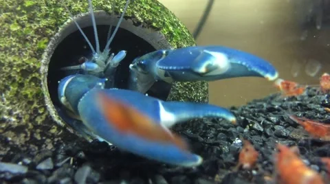 Blue crayfish in aquarium Stock Footage 52655629