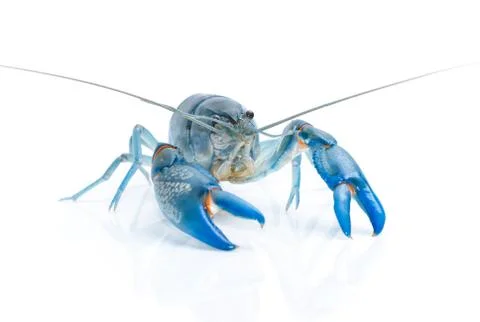 Blue crayfish cherax destructor isolate on white Stock Photos