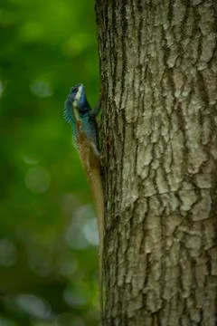 Blue Crested Lizard climbing tree Stock Photos