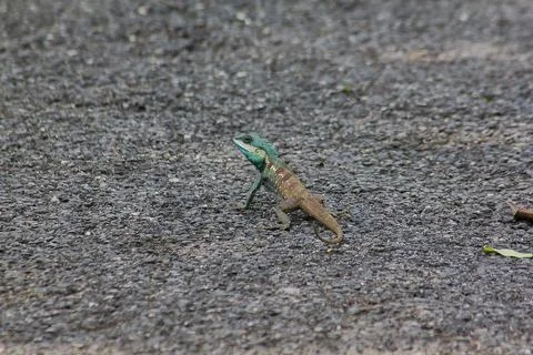 Blue-crested Lizard on the ground Stock Photos