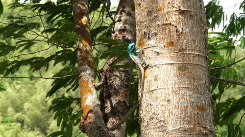 Blue crested lizard perched on tree trunk surrounded by moving green leaves Vídeos de archivo 340187775