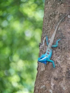 A Blue Crested Lizard perching on the tree Stock Photos