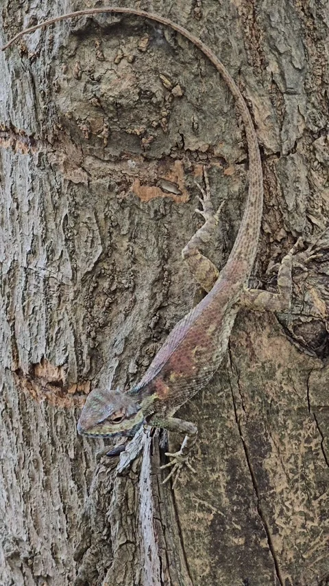 Blue Crested Lizard on tree in nature. Stock Footage 341409773