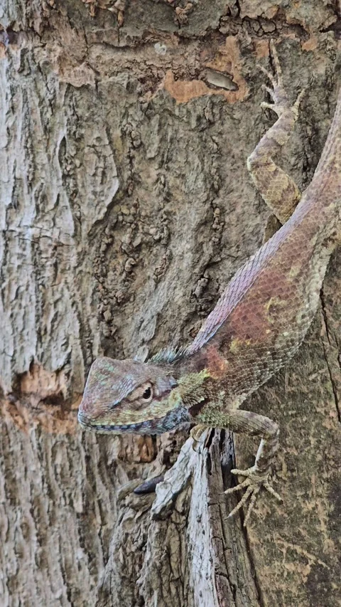 Blue Crested Lizard on tree in nature. Stock Footage 341409786