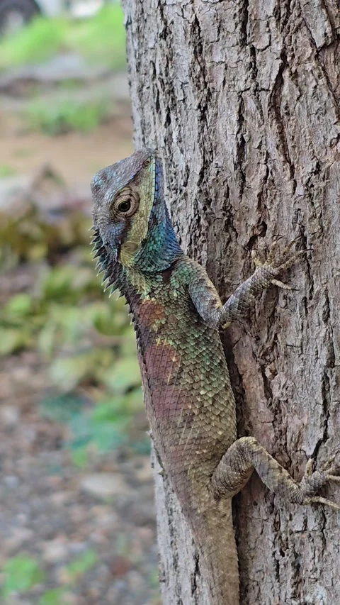 Blue Crested Lizard on tree in nature. Stock Footage 341409792
