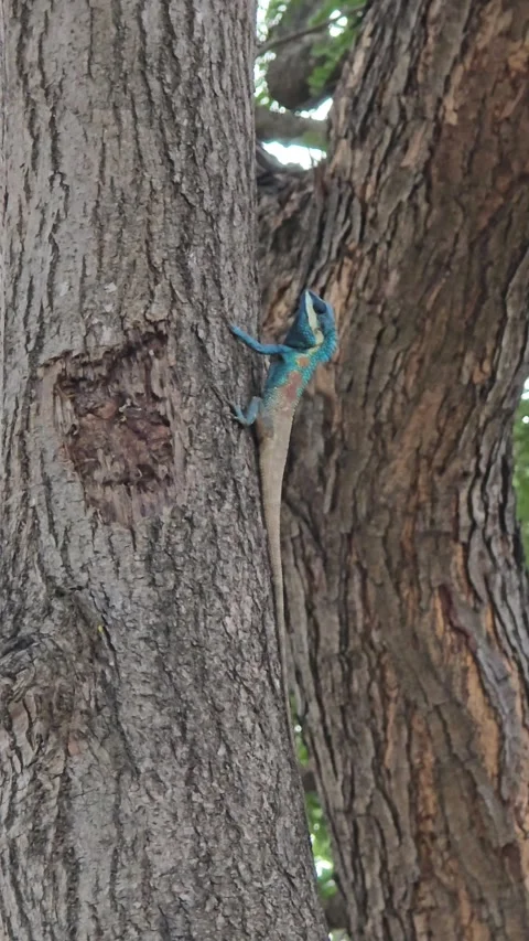 Blue Crested Lizard on tree in nature. Stock Footage 341409800