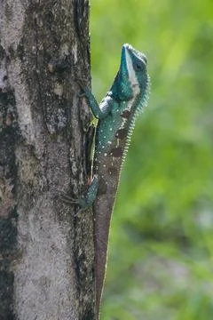 Blue-crested Lizard on the tree will eat mostly benthic insects. Stock Photos