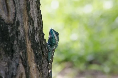 Blue-crested Lizard on the tree will eat mostly benthic insects. Stock Photos