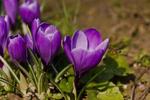 Blue crocus and bee 스톡 사진