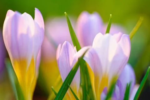 Blue crocus background Stock Photos