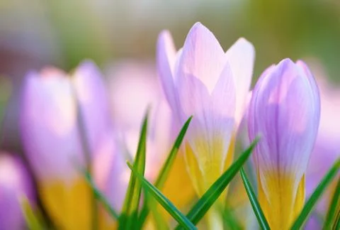 Blue crocus background Stock Photos