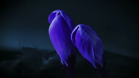 Blue Crocus Bloom, Blossom 4k 動画素材 37375797