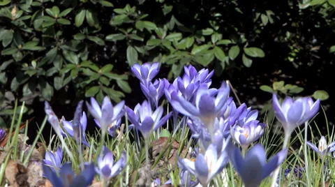 Blue Crocus Blooms - Spring Flowers - 135 Vidéo 36512908