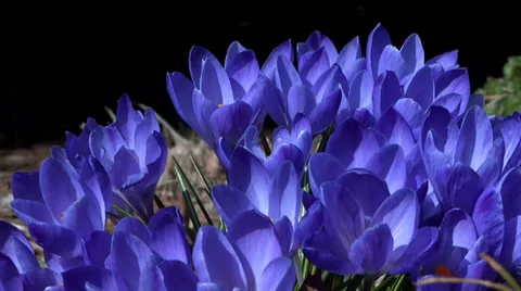 Blue Crocus Blooms - Spring Flowers - 137 - Close Loop Vidéo 36513323
