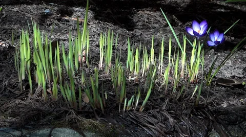 Blue Crocus Blooms - Spring Flowers - 132 - Close Loop Vidéo 36513676