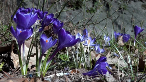 Blue Crocus Blooms - Spring Flowers - 133 - Close Loop Vidéo 36513723