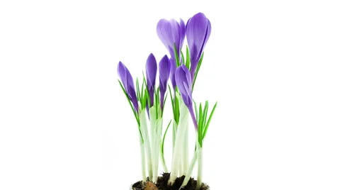 Blue crocus flowers blooming timelapse Stock Footage 49069761