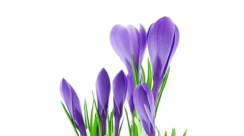 Blue crocus flowers blooming timelapse Stock Footage 49069809