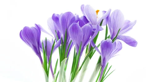 Blue crocus flowers blooming timelapse Stock Footage 49069958