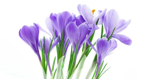 Blue crocus flowers blooming timelapse Stock Footage 49070018