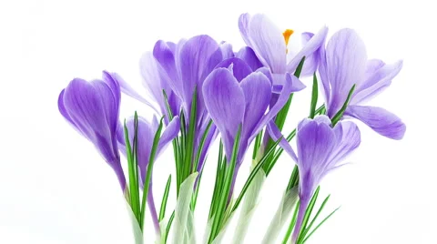 Blue crocus flowers blooming timelapse Stock Footage 49070191