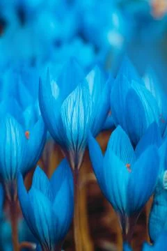 Blue crocus flowers Stock Photos