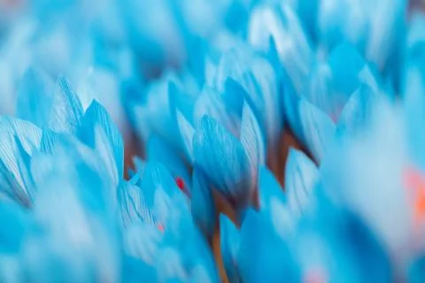 Blue crocus flowers Stock Photos