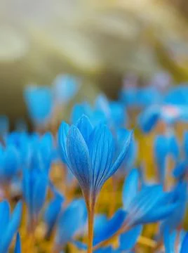 Blue crocus flowers Foto stock