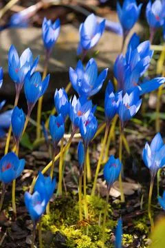 Blue crocus flowers Stock Photos