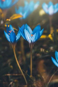 Blue crocus flowers Foto stock