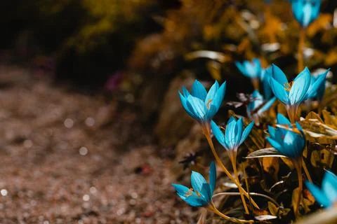 Blue crocus flowers Stock Photos