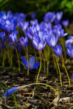 Blue crocus flowers Stock Photos