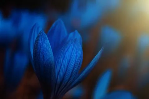 Blue crocus flowers Stock Photos