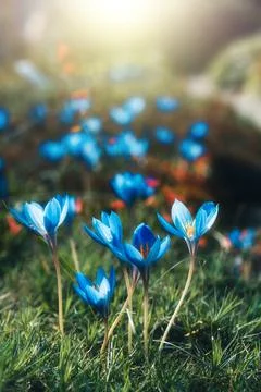 Blue crocus flowers Stock Photos
