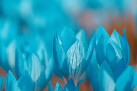 Blue crocus flowers Foto stock