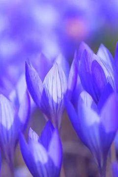 Blue crocus flowers Foto stock