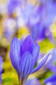 Blue crocus flowers Stock Photos