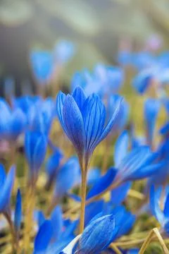 Blue crocus flowers Stock Photos