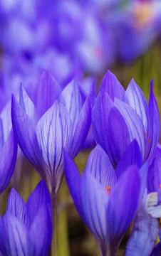 Blue crocus flowers Stock Photos