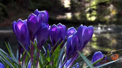 Blue Crocus &amp; Forest Pond - Spring Flowers - 134 - Close Loop Vidéo 36513349