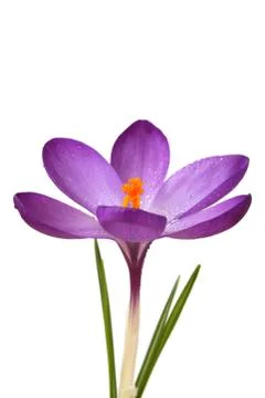 Blue crocus Stock Photos