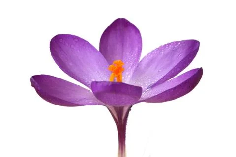 Blue crocus Foto stock