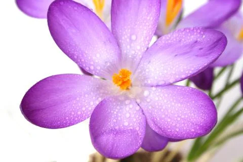 Blue crocus Stock Photos