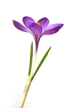 Blue crocus Stock Photos