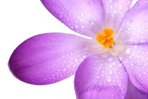 Blue crocus Stock Photos