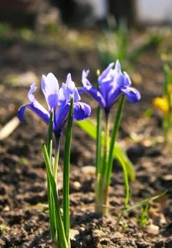 Blue crocus Stock Photos